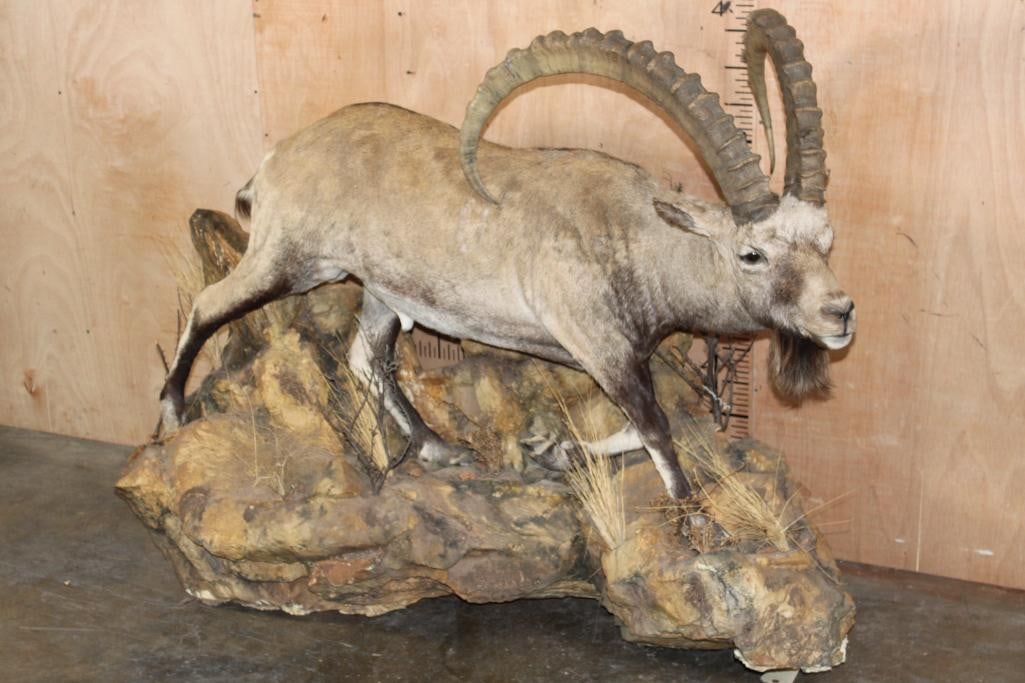 XL Life-sized NUBIAN IBEX Mounted on a Lightweight Rocky Wall Hanging Base (1 of 11)