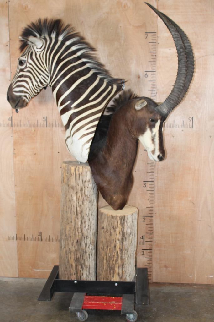 ZEBRA and Big SABLE Double Pedestal Mount (1 of 13)