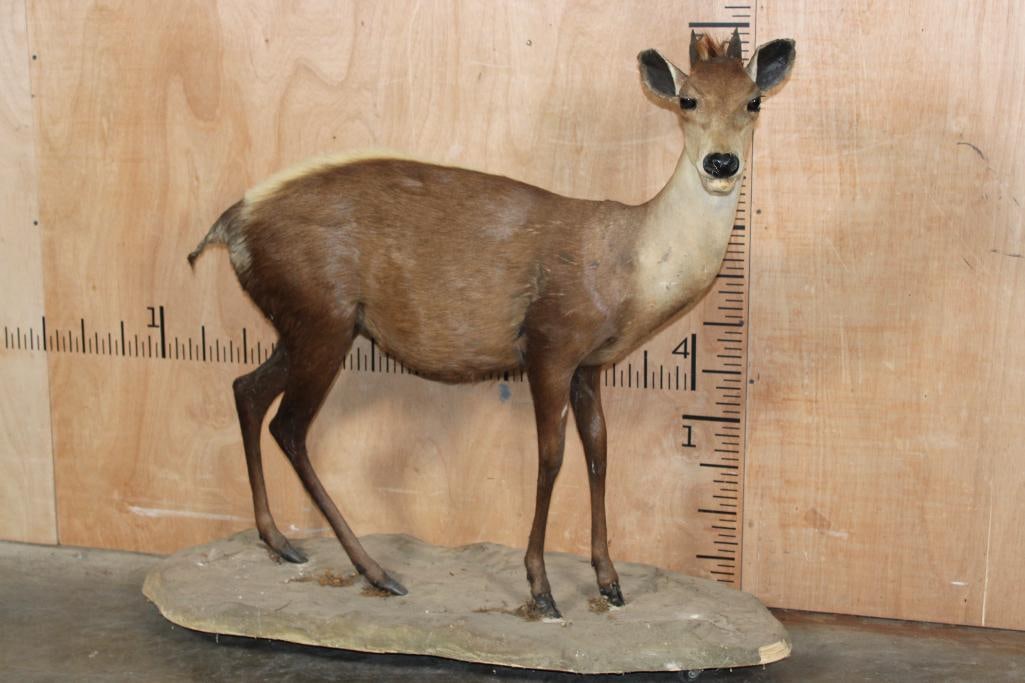 *Very Rarely Seen* Life-sized YELLOW-BACKED DUIKER on a Base with Wheels (1 of 12)