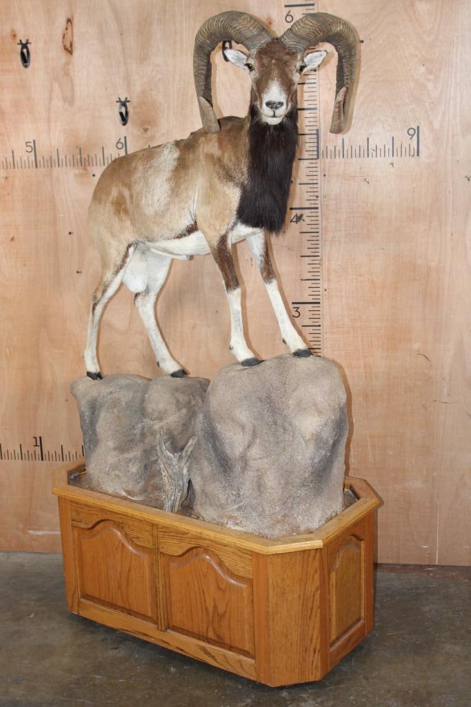 Life-sized MOUFLON on a Wood and Rock Base with Wheels (1 of 8)