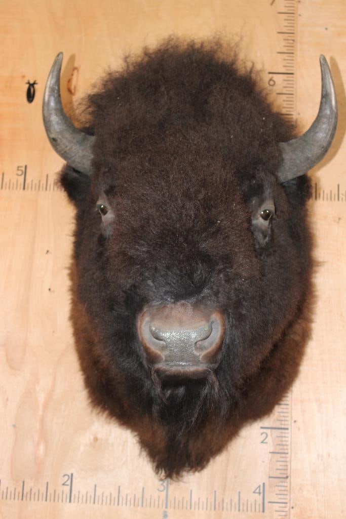 XL BUFFALO or BISON Shoulder Mount (1 of 11)