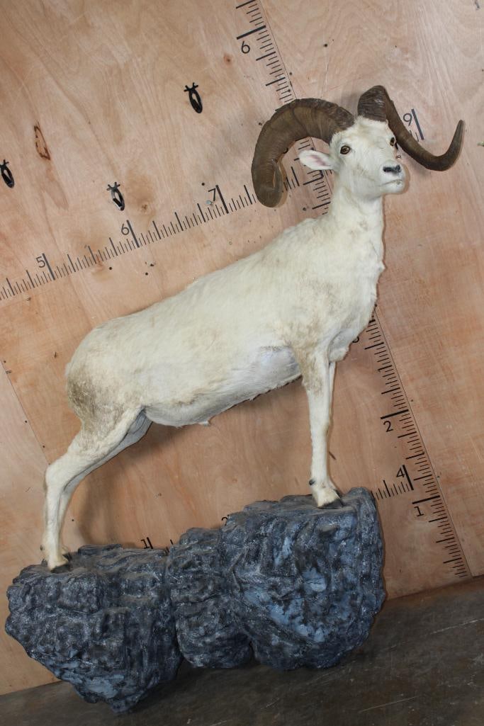 Life-sized FANNIN SHEEP Ram on a Rock Wall Hanging Base (1 of 12)