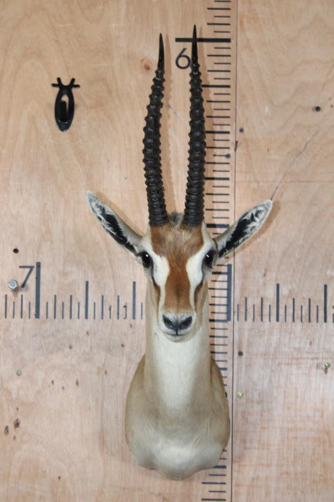 THOMSON'S GAZELLE Shoulder Mount: Very Nice, Clean, and Newer THOMSON'S GAZELLE Shoulder Mount. The Left Horn measures 13.75" Long and the Right Horn measures 13.25" Long. This mount is in Very Good Condition. TAXIDERMY 