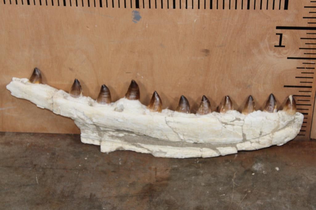 Large MOSASAURUS Jaw Fossil with Big Teeth, excavated in Morocco (1 of 8)