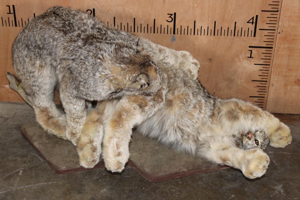 2 Playful Life-sized ALASKAN LYNX on a Wood Base (1 of 8)