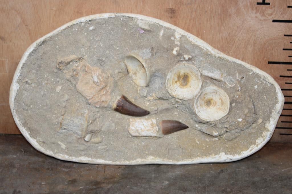 2 Huge MOSASAUR TOOTH Fossils and Bone Fragment Fossils in a Matrix: 2 Huge MOSASAUR TOOTH Fossils and Bone Fragment Fossils in a Matrix from Morocco. It measures 18.5" Long x 10.5" Tall x 3" Thick and Weighs 16 lbs. Mosasaurs are an extinct group of large aquatic