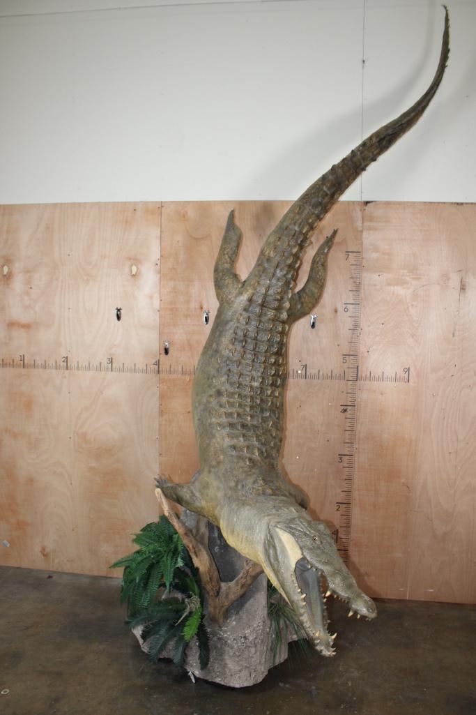 *Real Skin* Over 12' Long Life-sized "Swimming" CROCODILE on a Decorative Base with Wheels: *Real Skin* Life-sized "Swimming" CROCODILE. The Crocodile measures 148.5" Long (Over 12' Feet)! It is mounted on a Decorative Rocky Base with Wheels. From the floor to the tip of the tail the mount m