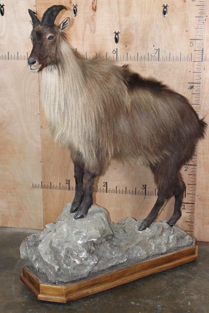 Life-sized TAHR on a Rocky Base with Wheels (1 of 7)