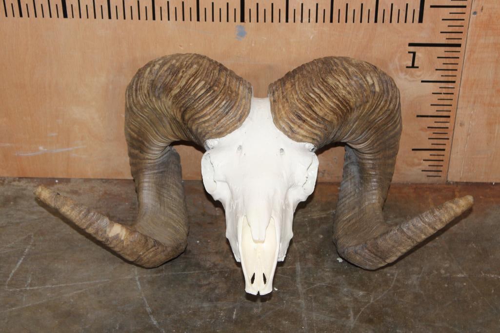 *TEXAS RESIDENTS ONLY* ARGALI Skull Cap with *Real Horns* on a Reproduction Skull: *TEXAS RESIDENTS ONLY* ! ARGALI Skull Cap with *Real Horns* on an added Reproduction Skull (mid eye level to nose tip). The Left Horn measures 43.5" Long and 16.75" around the Horn Base. The R