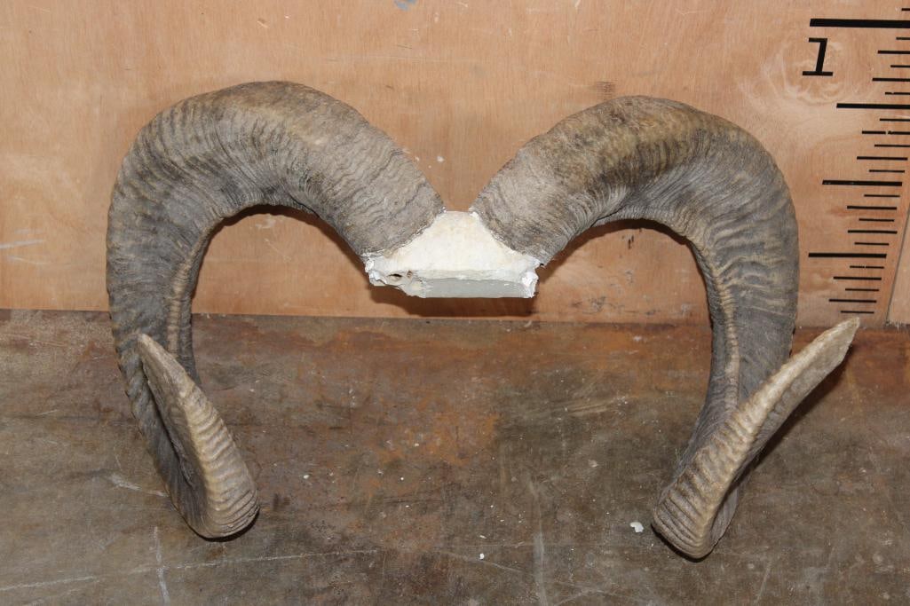 *TEXAS RESIDENTS ONLY* Big URIAL SHEEP Ram Horns on a Skull Cap (1 of 6)