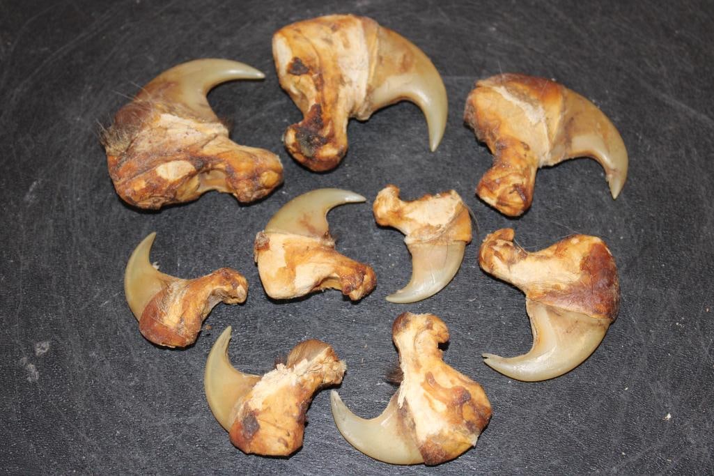 *TEXAS RESIDENTS ONLY* (9) African LION Claws including 2 Big Dew Claws: *TEXAS RESIDENTS ONLY*! 9 African LION Claws including 2 Big Dew Claws. They measure approximately 1" to 3" Long each. TAXIDERMY? *Texas Residents Only* means YOU, the registered bidder, must
