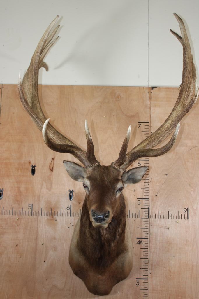 XXL 14-Point ELK Shoulder Mount with a Heavy Rack (1 of 8)