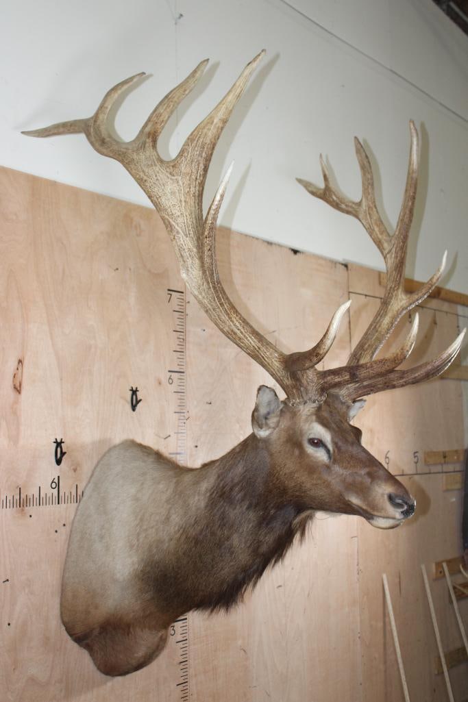 XXL 14-Point ELK Shoulder Mount with a Heavy Rack - 2