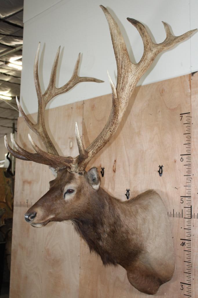 XXL 14-Point ELK Shoulder Mount with a Heavy Rack - 3