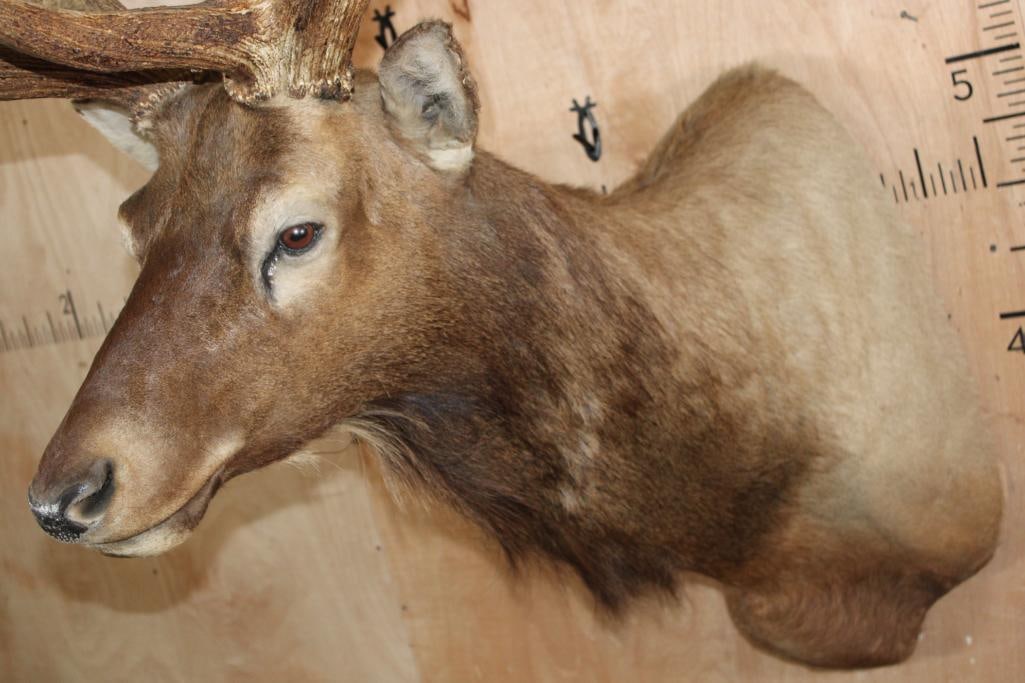 XXL 14-Point ELK Shoulder Mount with a Heavy Rack - 4