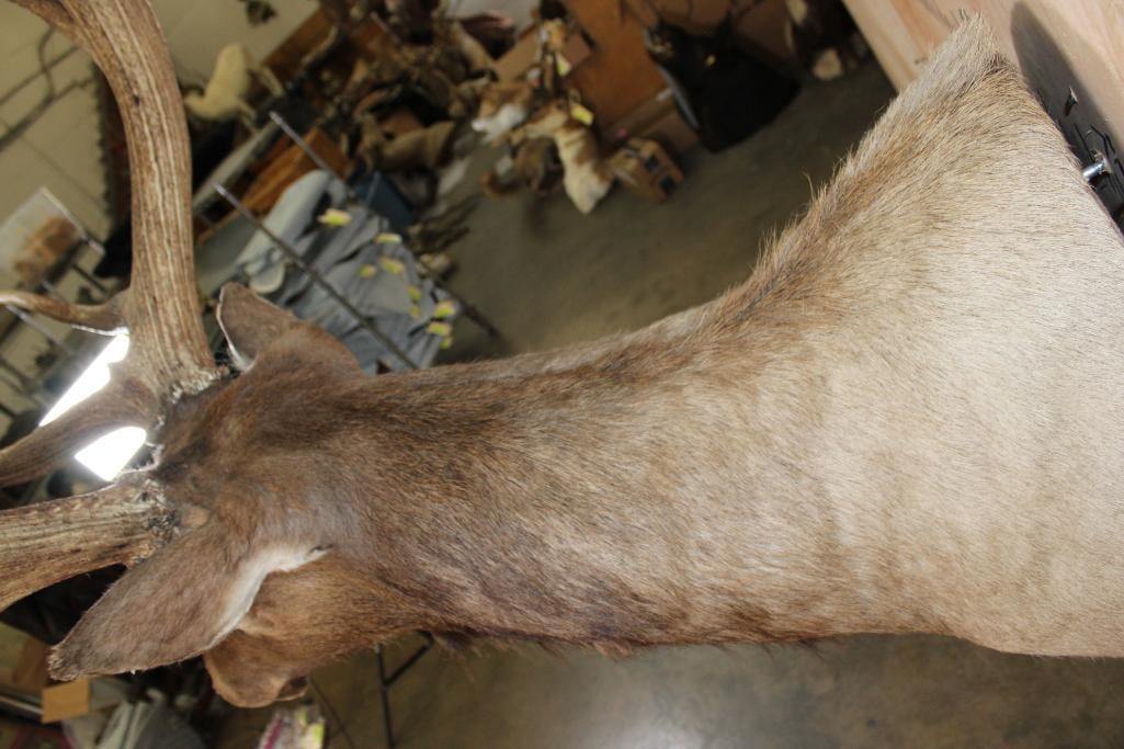 XXL 14-Point ELK Shoulder Mount with a Heavy Rack - 7