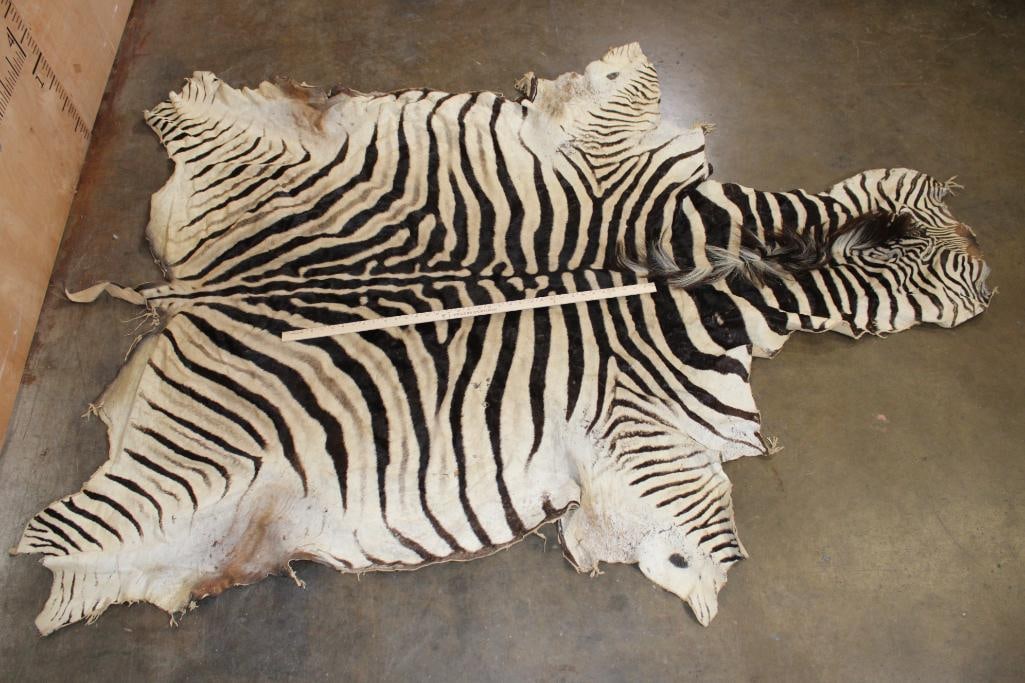 ZEBRA HIDE or ZEBRA RUG with Vibrant Stripes: Very Nice and Clean ZEBRA HIDE with Vibrant Stripes. It measures 94" Long x 69" Wide and is in Very Good Condition. TAXIDERMY 