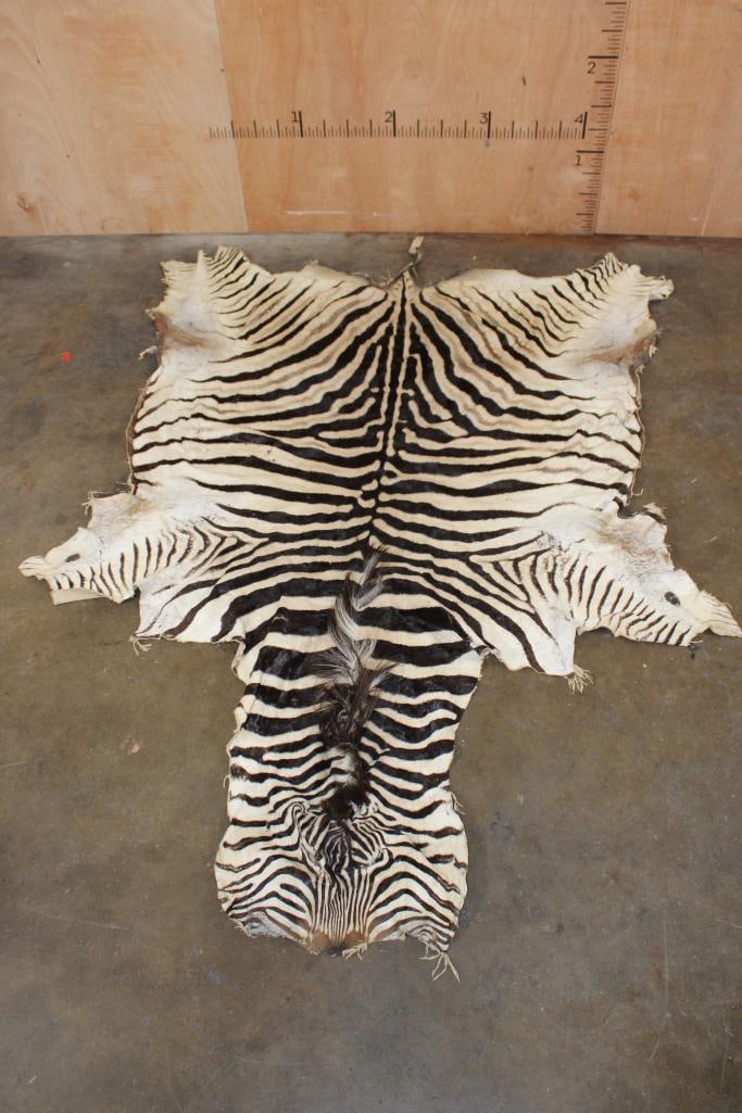 ZEBRA HIDE or ZEBRA RUG with Vibrant Stripes - 2