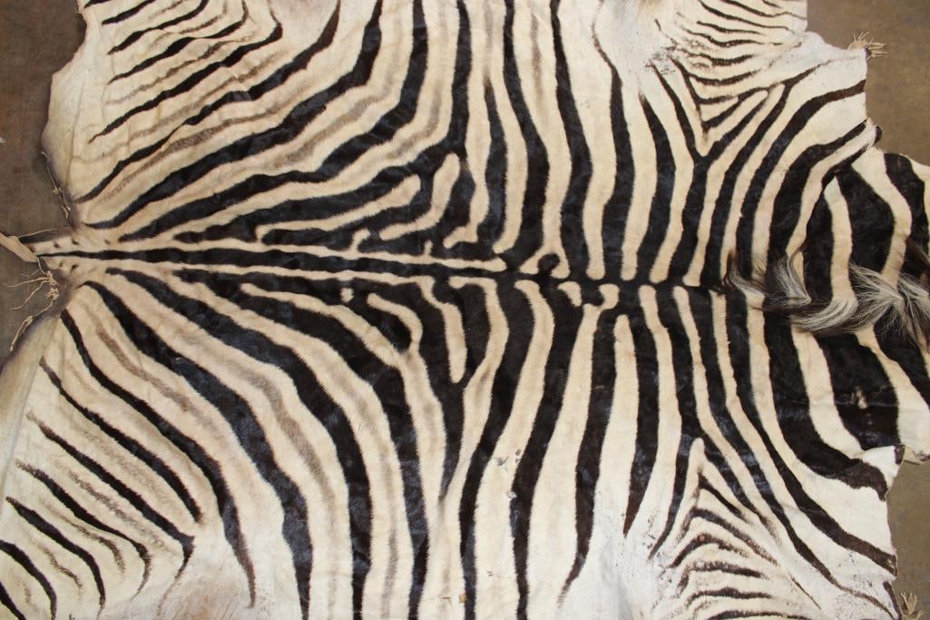 ZEBRA HIDE or ZEBRA RUG with Vibrant Stripes - 3