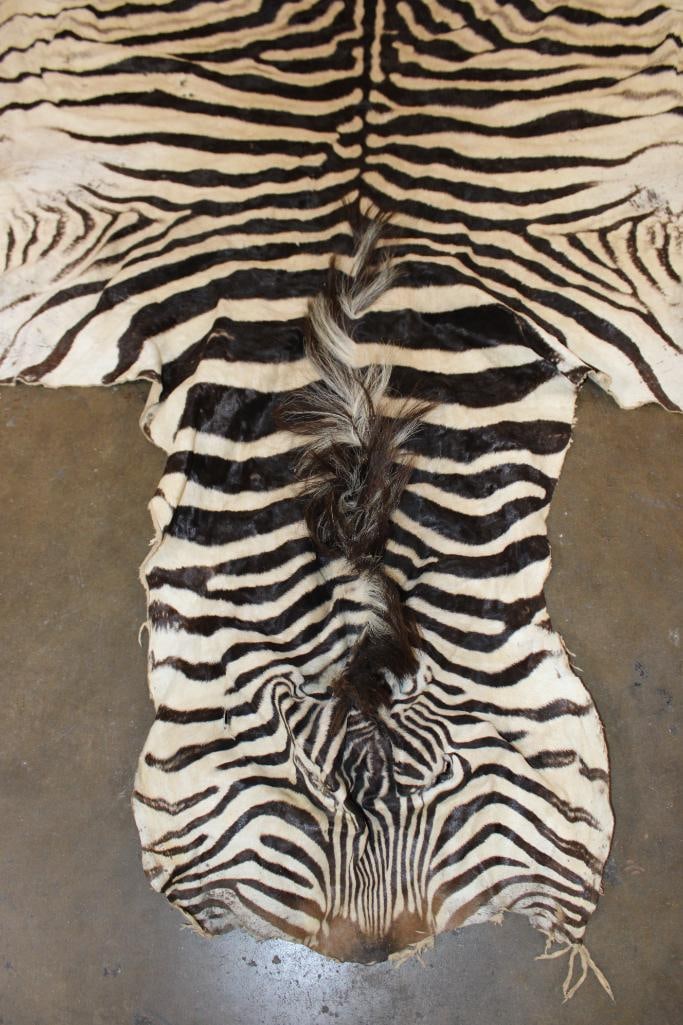 ZEBRA HIDE or ZEBRA RUG with Vibrant Stripes - 4