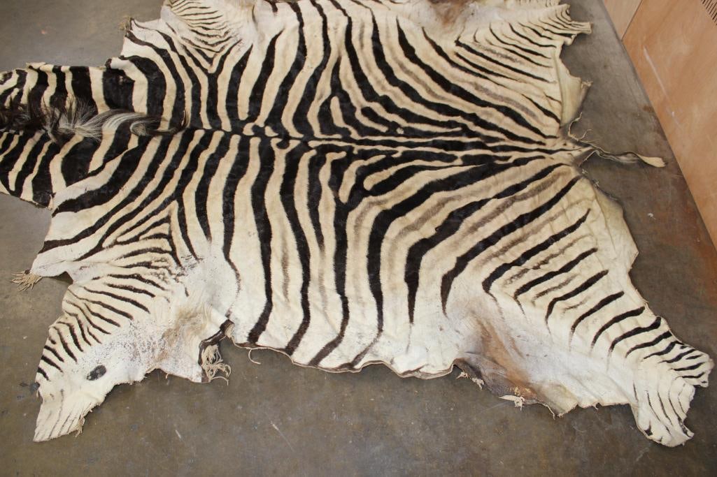 ZEBRA HIDE or ZEBRA RUG with Vibrant Stripes - 5