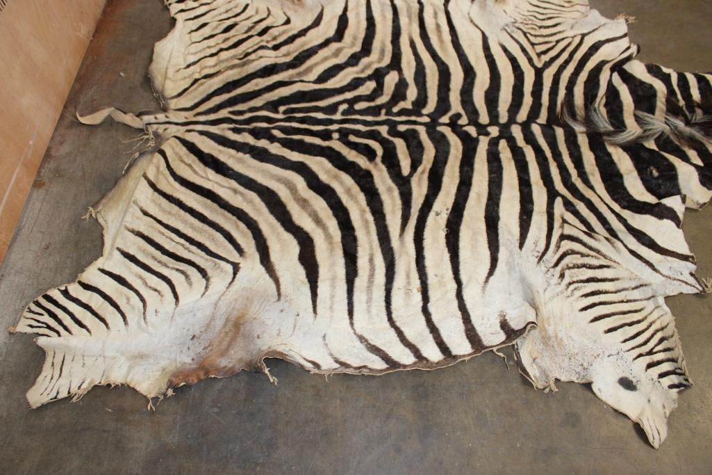 ZEBRA HIDE or ZEBRA RUG with Vibrant Stripes - 6