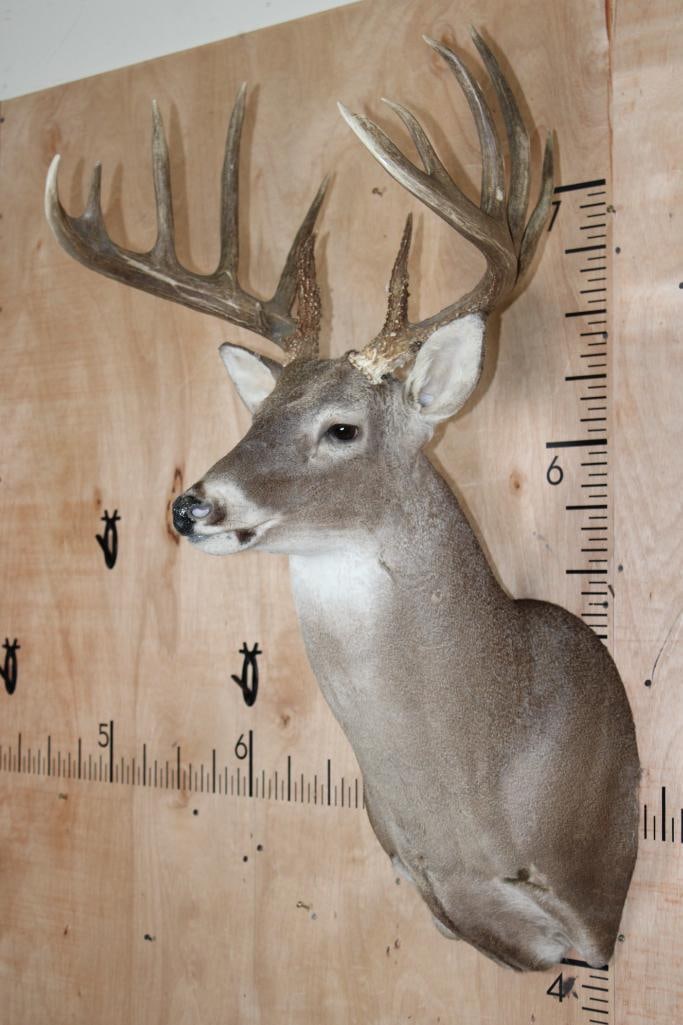 Big Typical 13-Point WHITETAIL DEER Shoulder Mount - 2