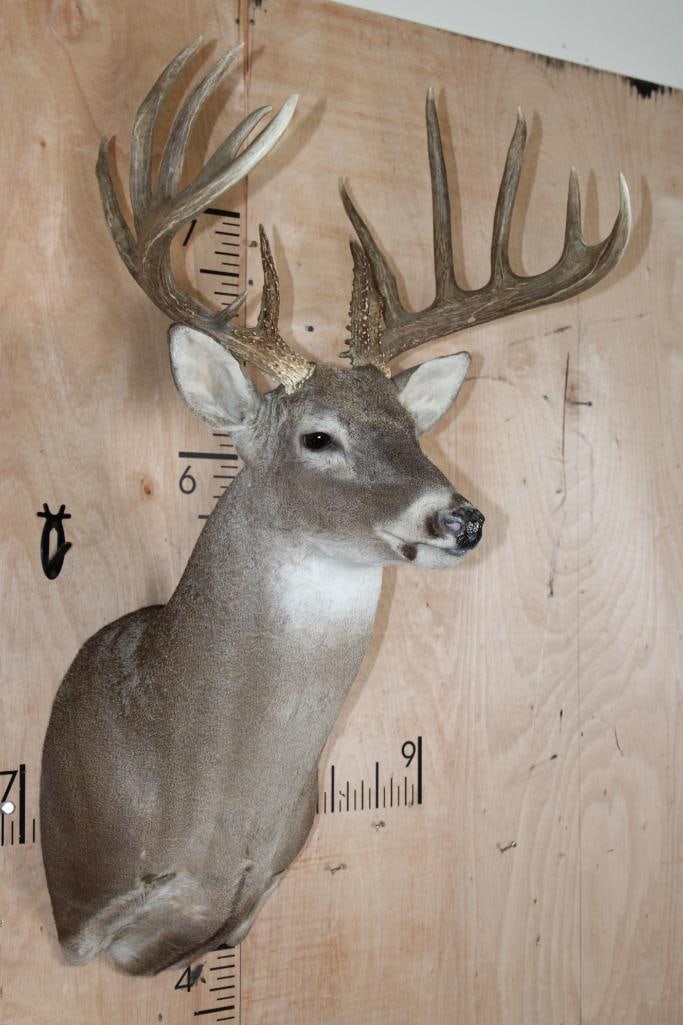 Big Typical 13-Point WHITETAIL DEER Shoulder Mount - 3