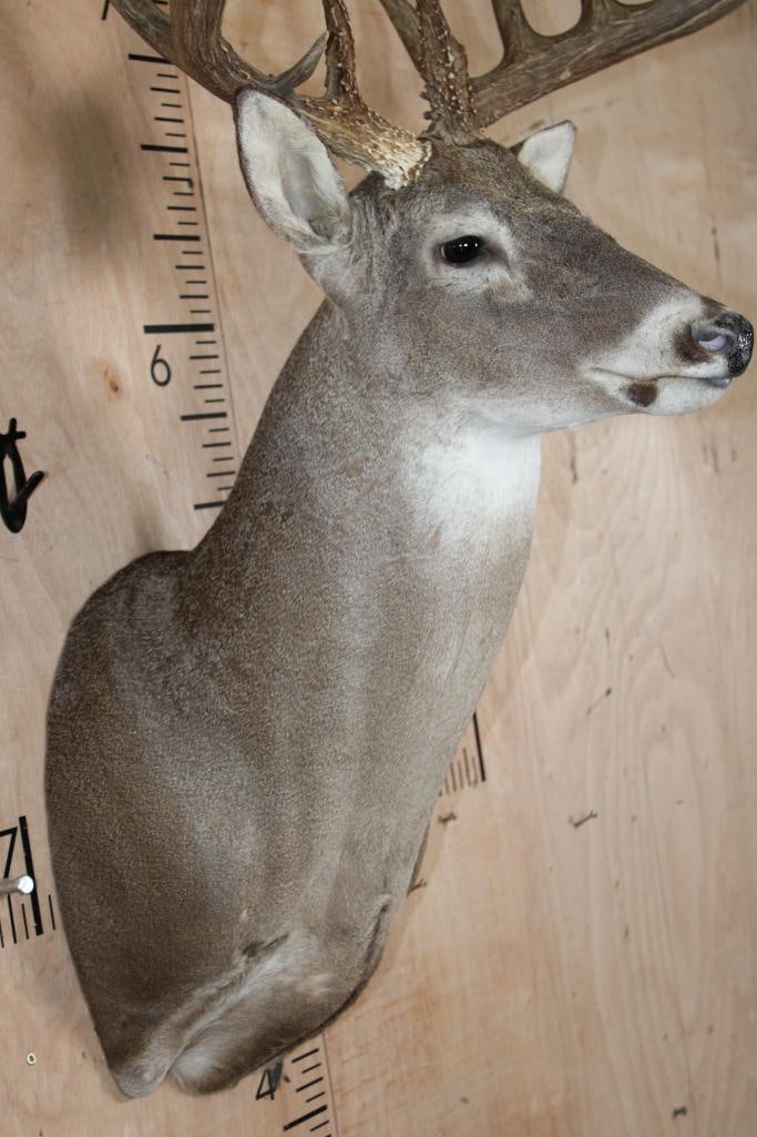 Big Typical 13-Point WHITETAIL DEER Shoulder Mount - 4