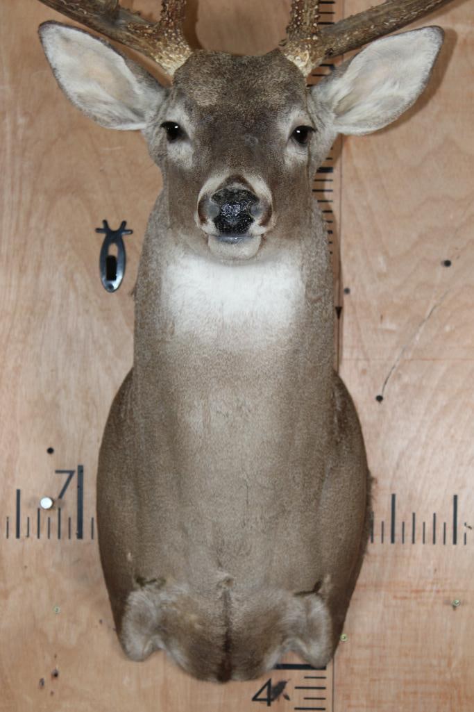 Big Typical 13-Point WHITETAIL DEER Shoulder Mount - 5
