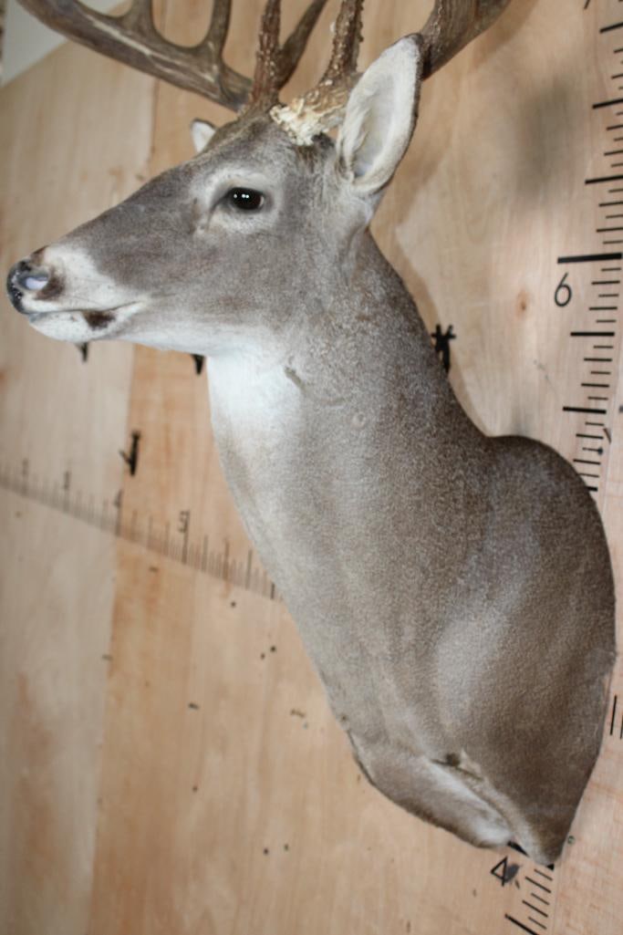 Big Typical 13-Point WHITETAIL DEER Shoulder Mount - 6