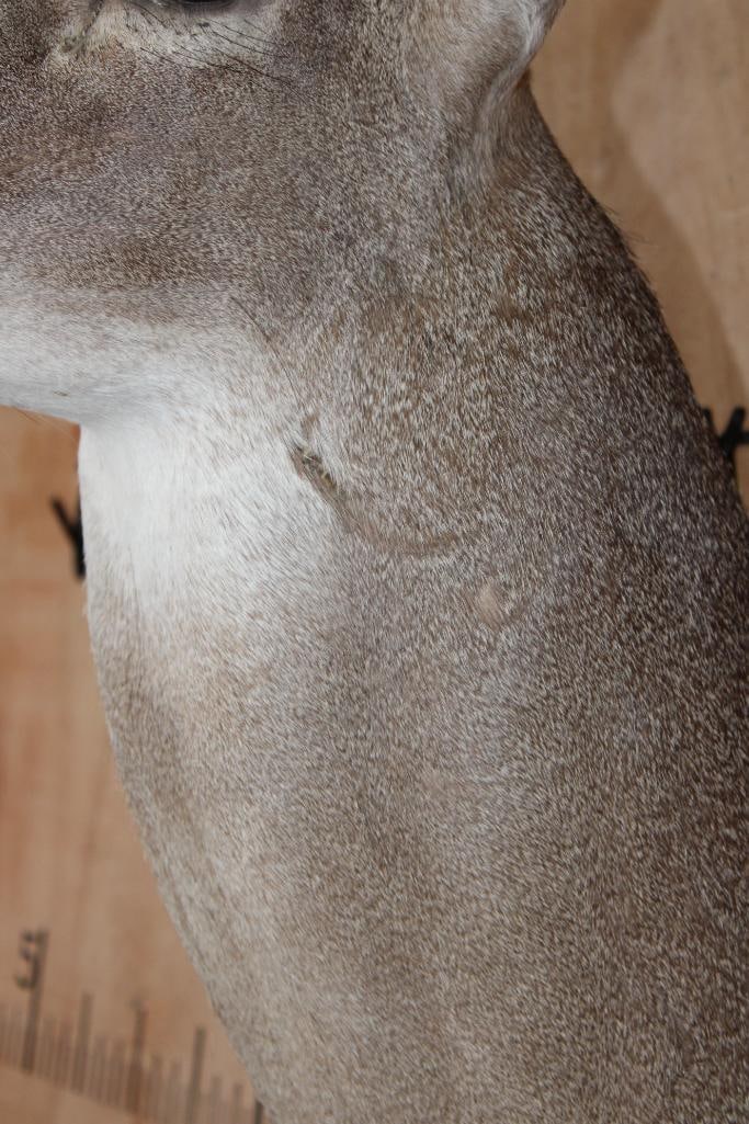 Big Typical 13-Point WHITETAIL DEER Shoulder Mount - 7