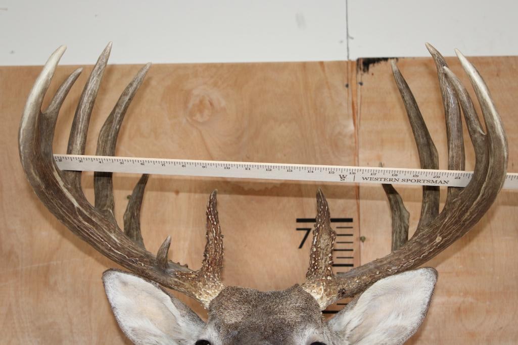 Big Typical 13-Point WHITETAIL DEER Shoulder Mount - 8