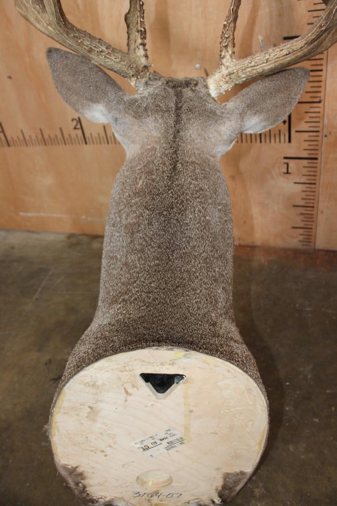 Big Typical 13-Point WHITETAIL DEER Shoulder Mount - 9
