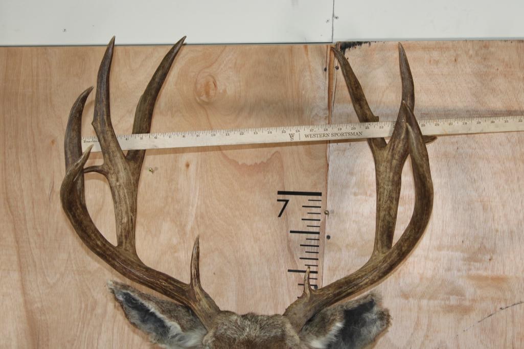 Big 13-Point MULE DEER Shoulder Mount - 10