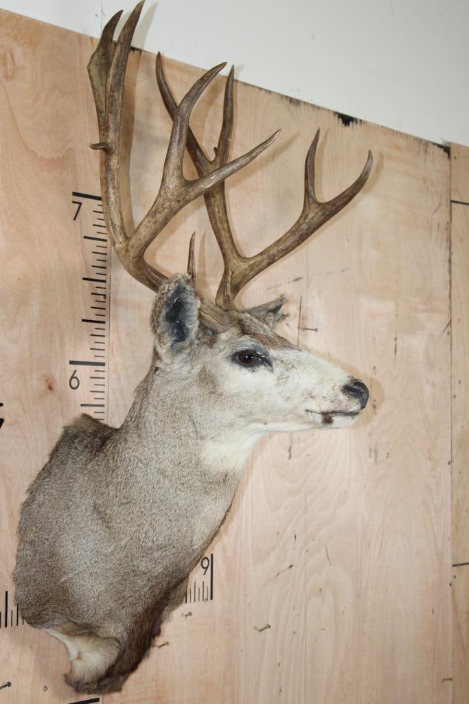 Big 13-Point MULE DEER Shoulder Mount - 3