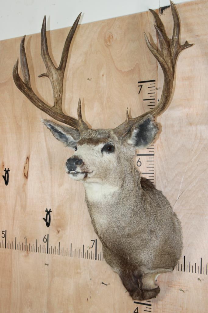 Big 13-Point MULE DEER Shoulder Mount - 4