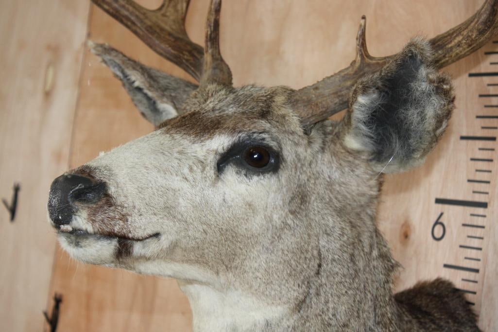 Big 13-Point MULE DEER Shoulder Mount - 5