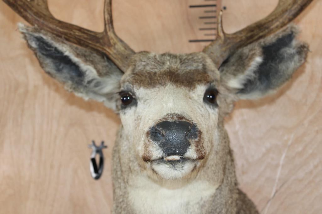Big 13-Point MULE DEER Shoulder Mount - 7