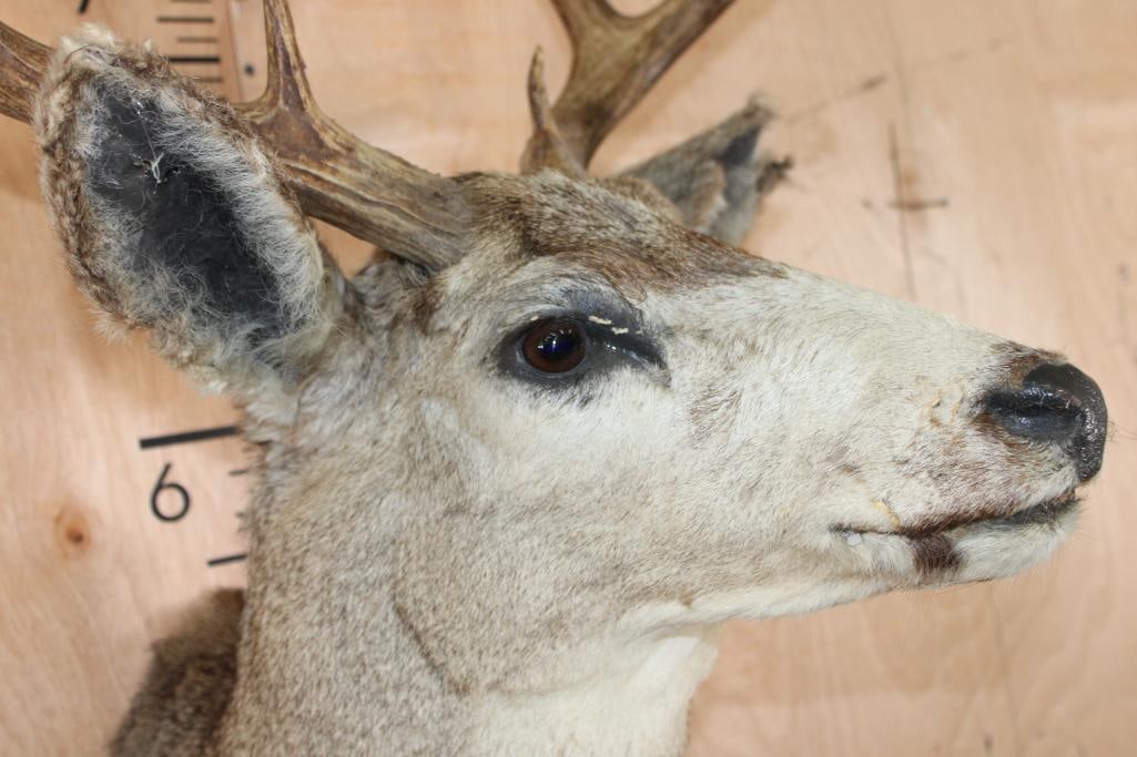 Big 13-Point MULE DEER Shoulder Mount - 8