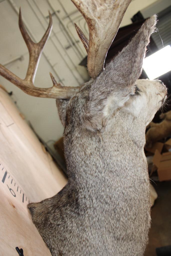 Big 13-Point MULE DEER Shoulder Mount - 9