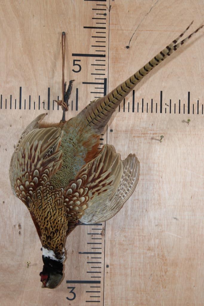 PHEASANT "Dead" Mount: Very Nice, Clean, and Newer PHEASANT "Dead" Mount. It measures 27" Tall x 17" Wide x 18" Depth and is in Very Good Condition. TAXIDERMY BIRDS 