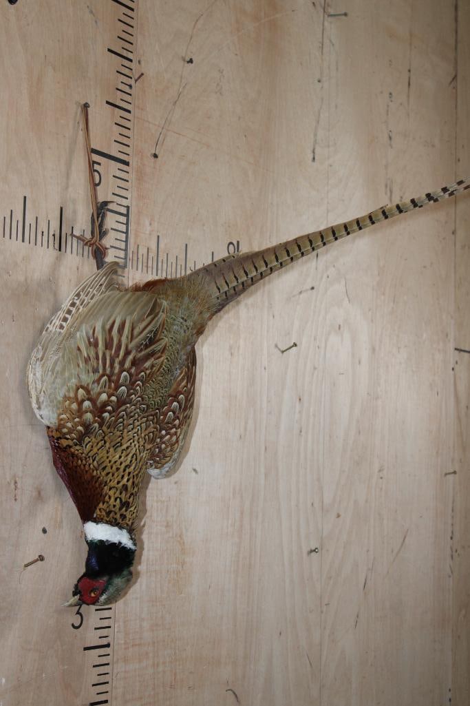 PHEASANT "Dead" Mount - 2