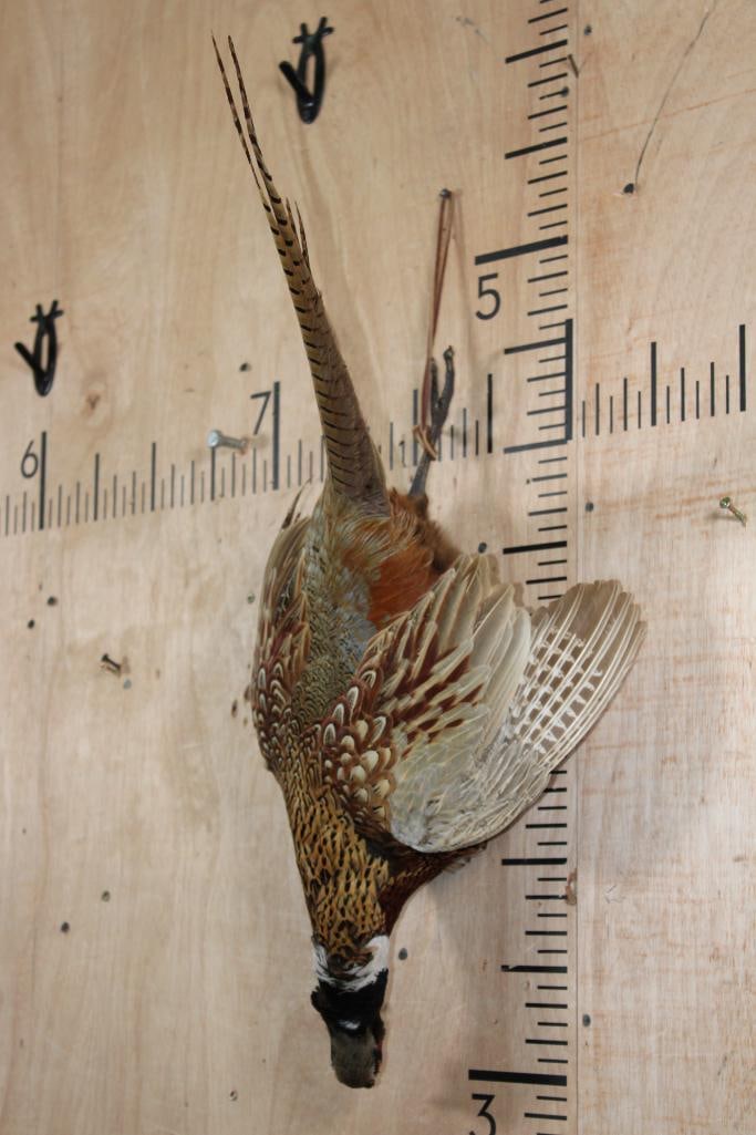 PHEASANT "Dead" Mount - 3