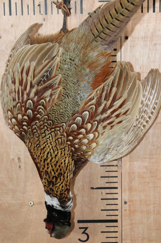 PHEASANT "Dead" Mount - 5