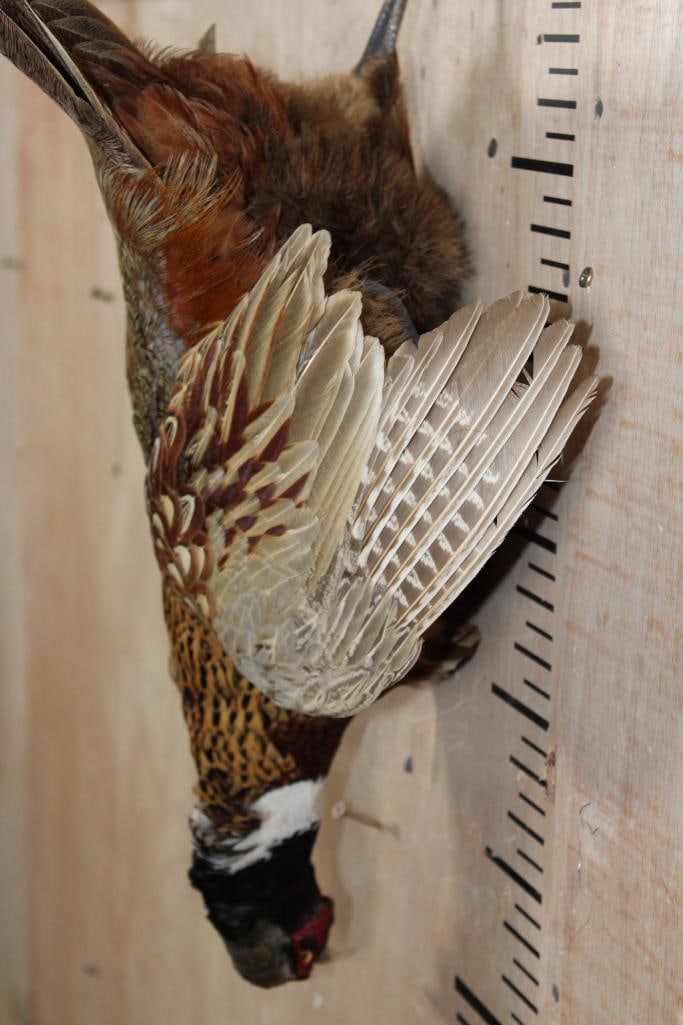 PHEASANT "Dead" Mount - 6