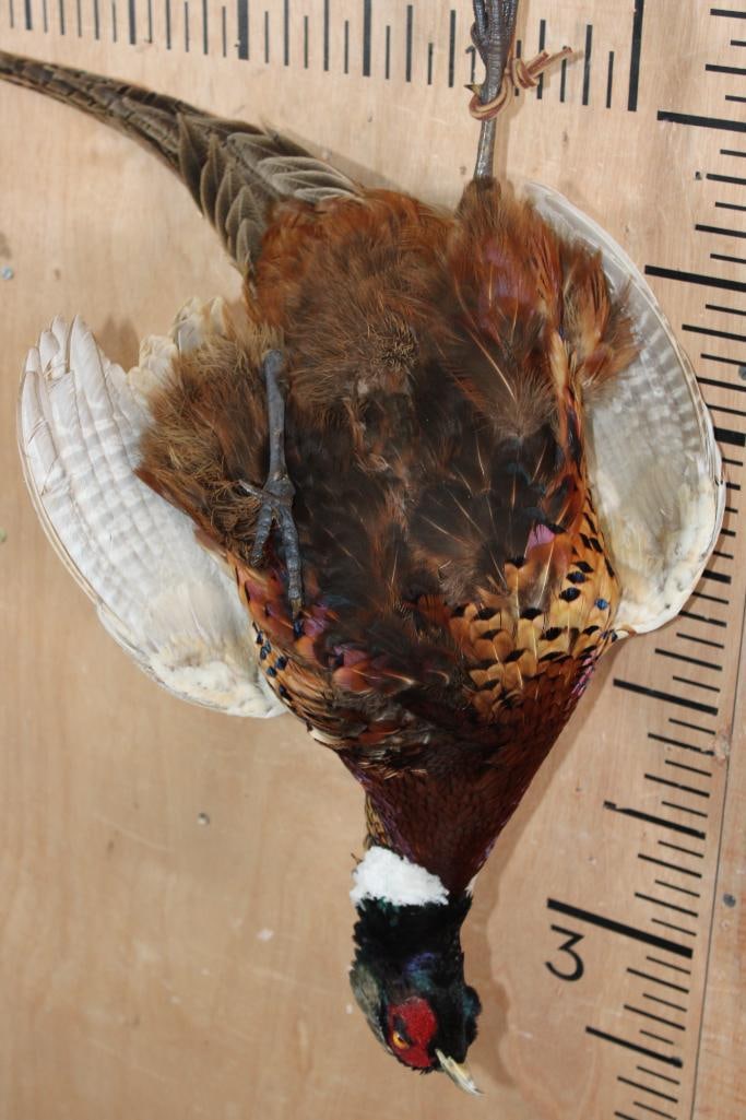 PHEASANT "Dead" Mount - 7