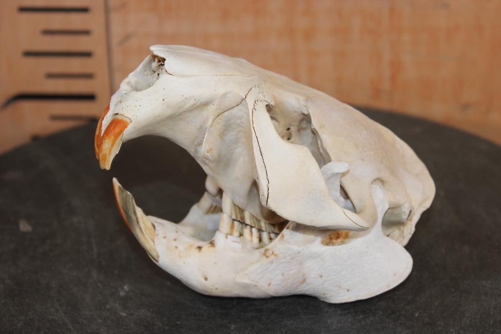 XL BEAVER Skull with All its Teeth: Nice XL BEAVER Skull with All its Teeth. It measures 5 3/8" Long x 3 7/8" Wide x 4.25" Tall and has has a minor glue repair. TAXIDERMY SKULLS 
