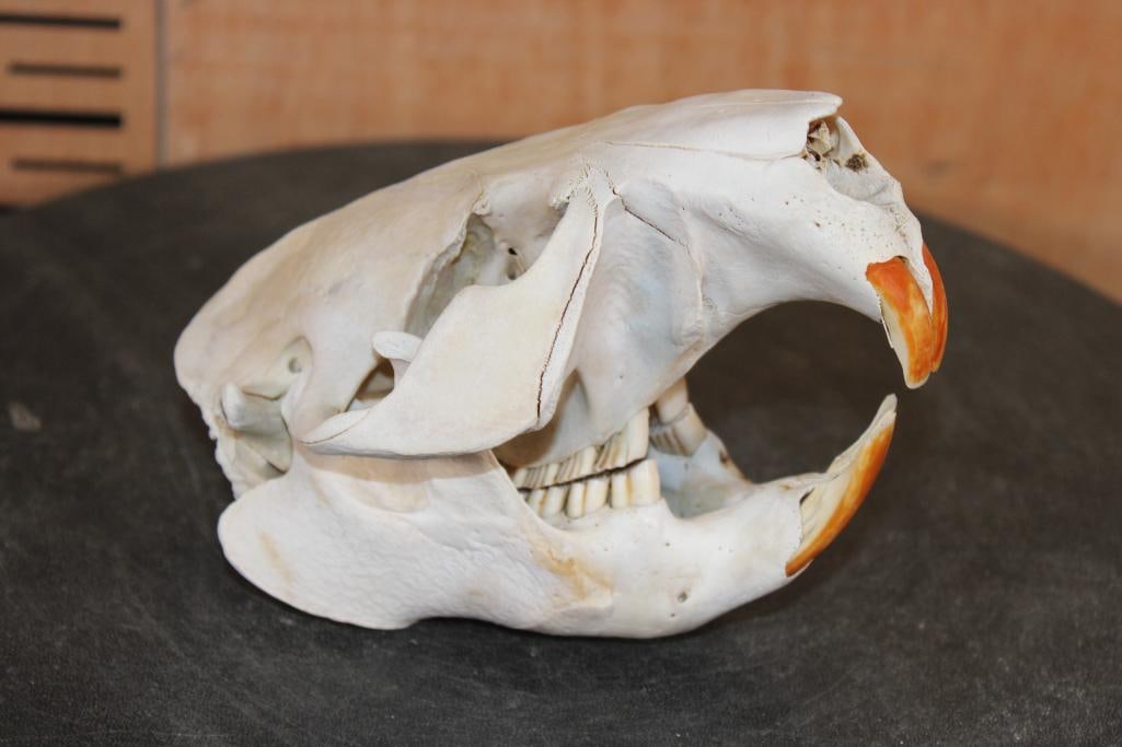 XL BEAVER Skull with All its Teeth - 2