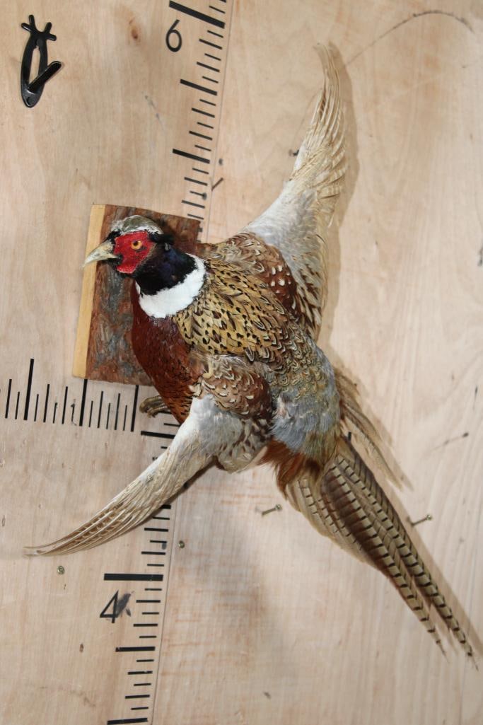Flying PHEASANT Perched on a Tree Branch Wall Hanger - 2